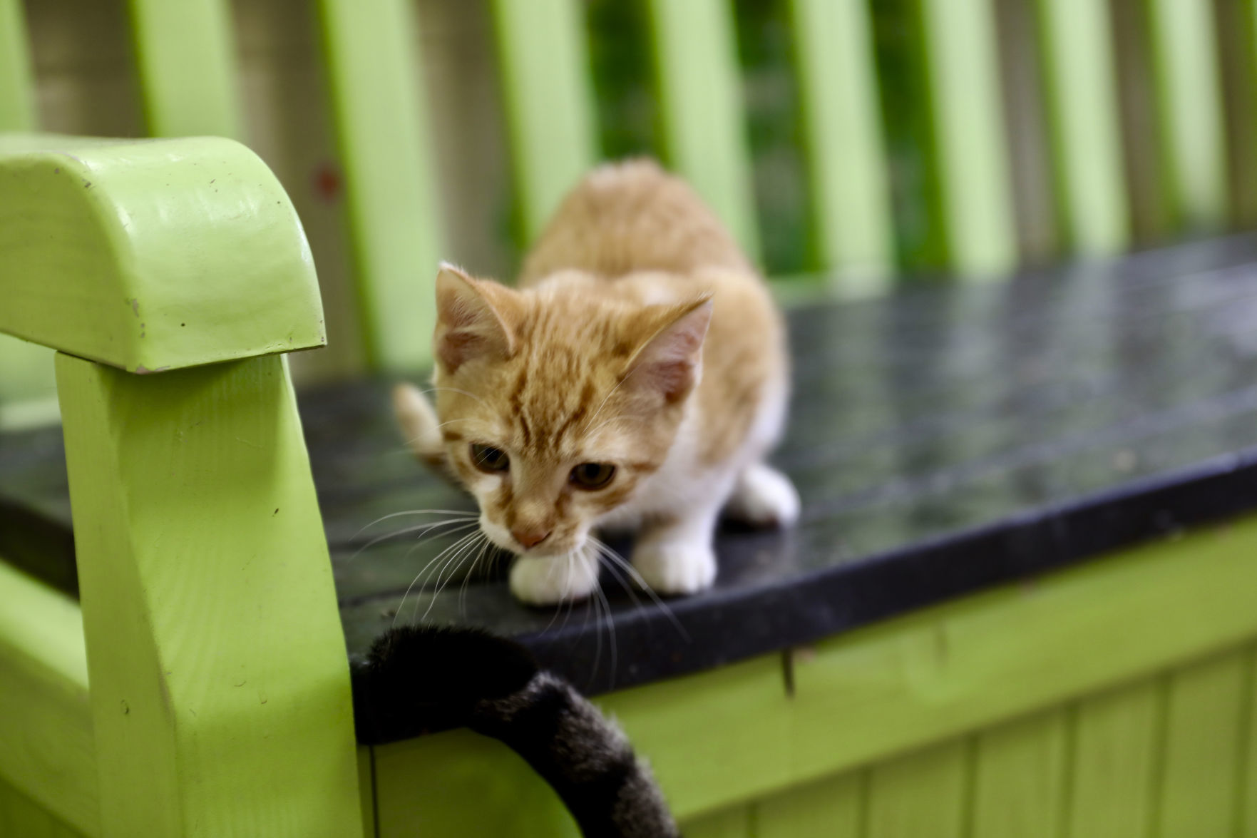 Orangeburg County Animal Shelter